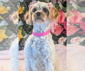 Cavalier King Charles Spaniel Dogs for adoption in Bon Carbo, CO, USA