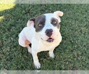 Mutt Dogs for adoption in Tulsa, OK, USA