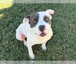 GARLIC - Male Mutt Dog for Adoption - Small photo
