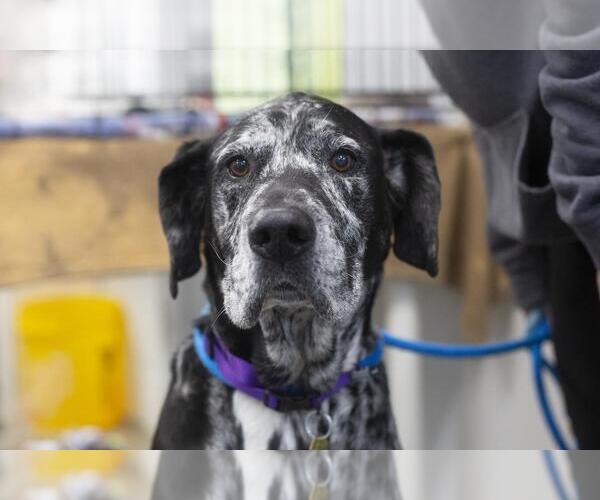 Medium Photo #1 Catahoula Leopard Dog-Great Dane Mix Puppy For Sale in Mountain Home, AR, USA