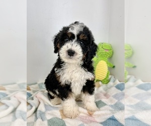 Miniature Bernedoodle Puppy for sale in FRANKLIN, IN, USA