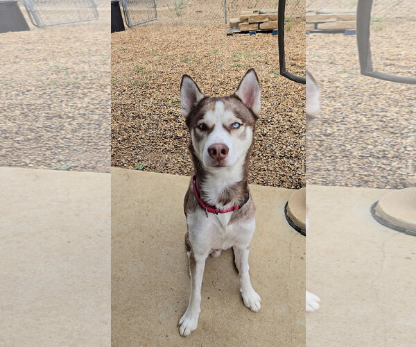 Medium Photo #3 Siberian Husky Puppy For Sale in Estherville, IA, USA