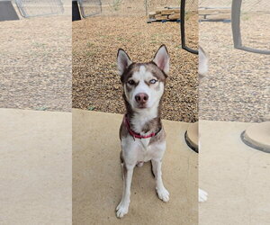 Atlas - Male Siberian Husky Dog for Adoption - Photo #3