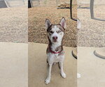 Small Photo #3 Siberian Husky Puppy For Sale in Estherville, IA, USA