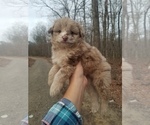 Small Photo #2 Aussiedoodle Miniature -Poodle (Toy) Mix Puppy For Sale in MCMINNVILLE, TN, USA