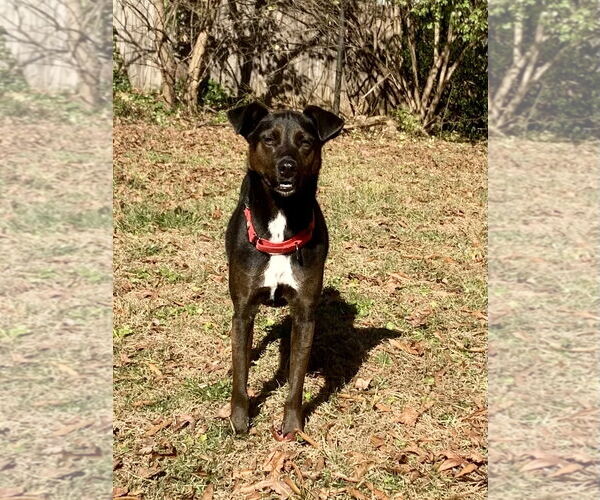 Medium Photo #9 Labrador Retriever-Unknown Mix Puppy For Sale in Rustburg, VA, USA