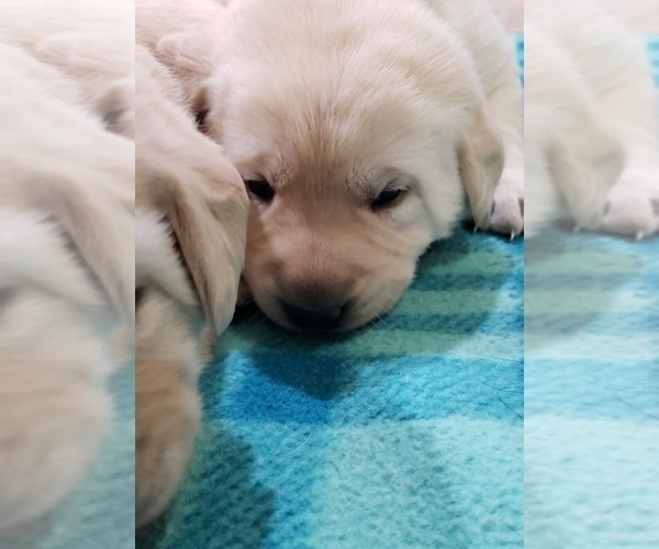 Medium Photo #62 Labrador Retriever Puppy For Sale in OLYMPIA, WA, USA