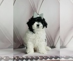 Small Photo #3 Poodle (Miniature) Puppy For Sale in WARSAW, IN, USA