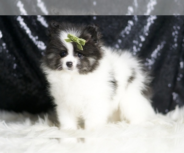Medium Photo #3 Pomeranian Puppy For Sale in WARSAW, IN, USA