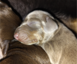 Small Photo #7 Dachshund Puppy For Sale in BON AQUA, TN, USA