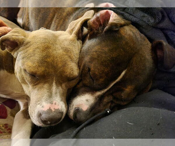 Medium Photo #3 American Staffordshire Terrier-Unknown Mix Puppy For Sale in Wenonah, NJ, USA