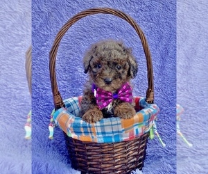 Cavapoo Puppy for sale in CAMPBELLSVILLE, KY, USA