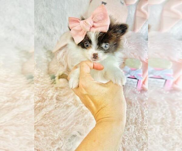 Medium Photo #14 Pomeranian Puppy For Sale in DALLAS, TX, USA