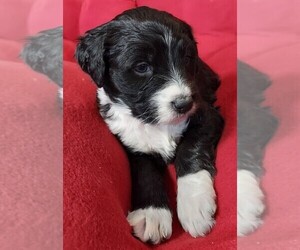 Aussiedoodle Puppy for sale in CHILLICOTHE, OH, USA