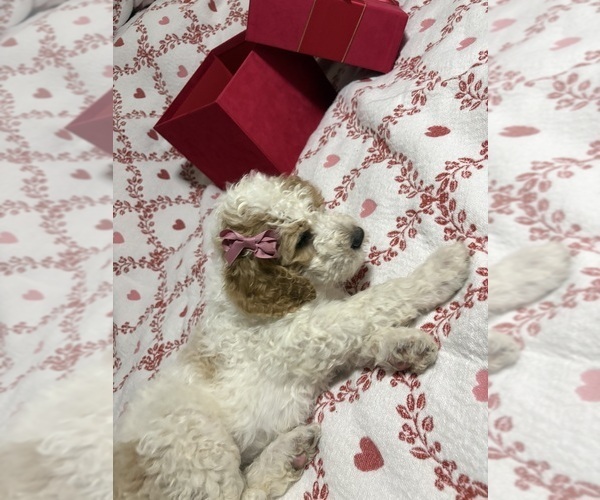 Medium Photo #1 English Cream Golden Retriever-Poodle (Standard) Mix Puppy For Sale in HONEY GROVE, TX, USA