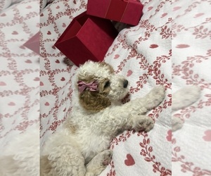 English Cream Golden Retriever-Poodle (Standard) Mix Puppy for sale in HONEY GROVE, TX, USA