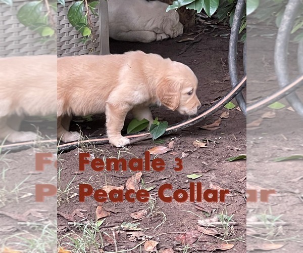 Medium Photo #1 Golden Retriever Puppy For Sale in MAULDIN, SC, USA
