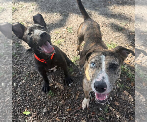 Medium Photo #4 Catahoula Leopard Dog-Unknown Mix Puppy For Sale in Rockaway, NJ, USA