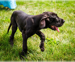 Puppy Ashley Great Dane