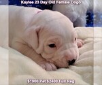 Small Photo #28 Dogo Argentino Puppy For Sale in JANE, MO, USA