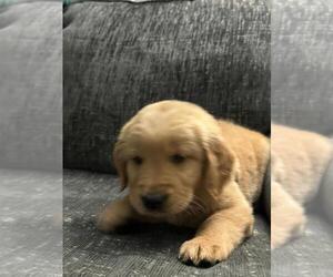 Golden Retriever Puppy for sale in KENNEWICK, WA, USA