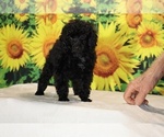 Pedro - Male Poodle (Toy) Puppy for Sale - Photo #37
