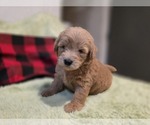 Small #7 Goldendoodle