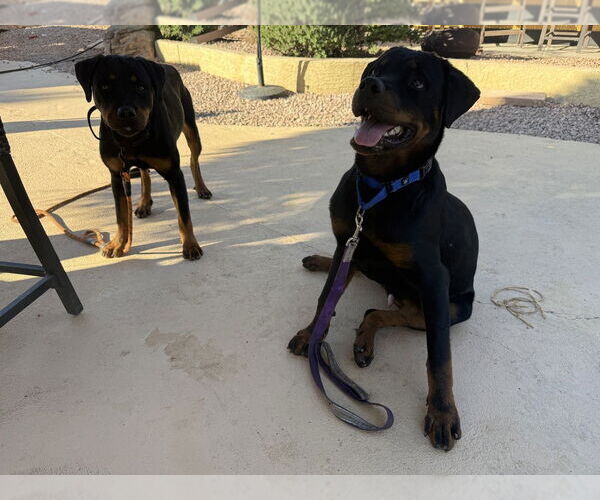 Medium Photo #3 Rottweiler Puppy For Sale in Gilbert, AZ, USA