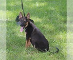 Small #1 German Shepherd Dog