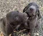 Small #2 Vizsla-Weimaraner Mix