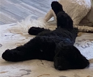 Poodle (Miniature) Puppy for sale in CRESCENT CITY, CA, USA