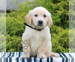 Small #1 Golden Retriever