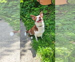 Small #2 Border Collie