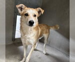 Small #1 German Shepherd Dog Mix