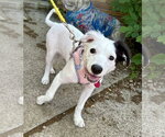 Small Photo #2 Collie-Unknown Mix Puppy For Sale in St. Louis Park, MN, USA