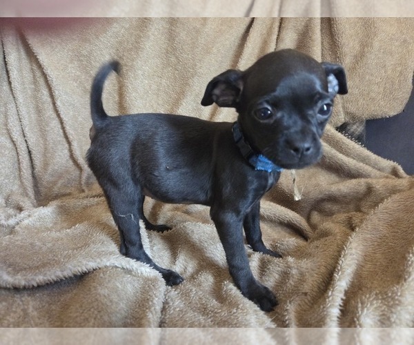 Medium Photo #4 Chug Puppy For Sale in HILLSDALE, MI, USA