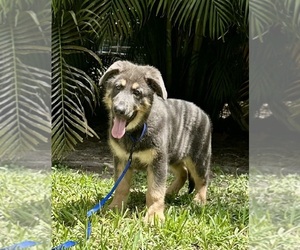 German Shepherd Dog Puppy for sale in RUSKIN, FL, USA