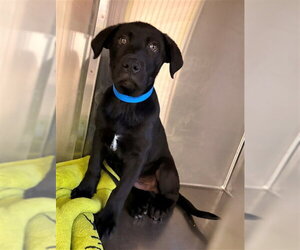 Labrador Retriever Dogs for adoption in Rancho Cucamonga, CA, USA
