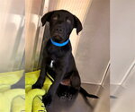 Small Labrador Retriever