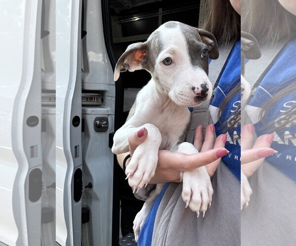 Medium Photo #1 Mutt Puppy For Sale in Bellevue, WA, USA