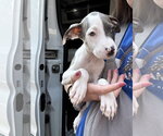 Small Mutt