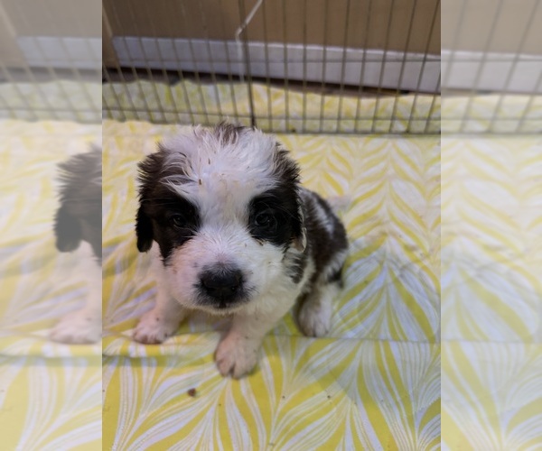 Medium Photo #4 Saint Bernard Puppy For Sale in WOODBRIDGE, CT, USA