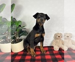 Small Doberman Pinscher