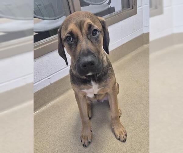 Medium Photo #1 Rhodesian Ridgeback Puppy For Sale in Decatur, IL, USA