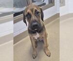 Small Rhodesian Ridgeback