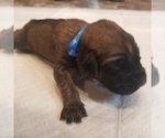 Small Photo #1 Mastiff Puppy For Sale in FULTON, NY, USA