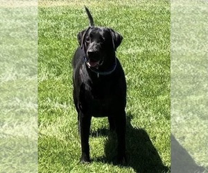 Father of the Labrador Retriever puppies born on 12/06/2025