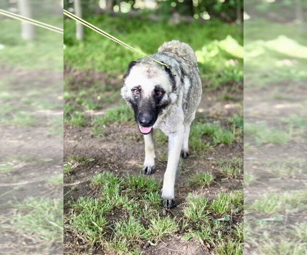 Medium Photo #4 Mutt Puppy For Sale in Mooresville, NC, USA