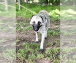 Small #3 Mutt