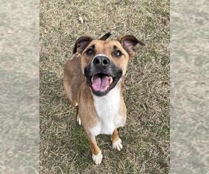 Black Mouth Cur-Unknown Mix Dogs for adoption in Lee's Summit, MO, USA